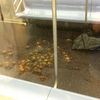 Photos: Did Anyone Forget Their Dead Crabs On The Subway?